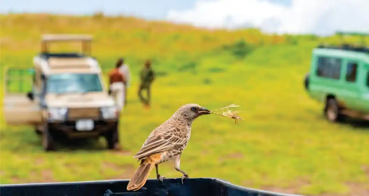 عروض سفر كينيا رحلة سفاري فاخرة واقتصادية لمدة ١٠ أيام