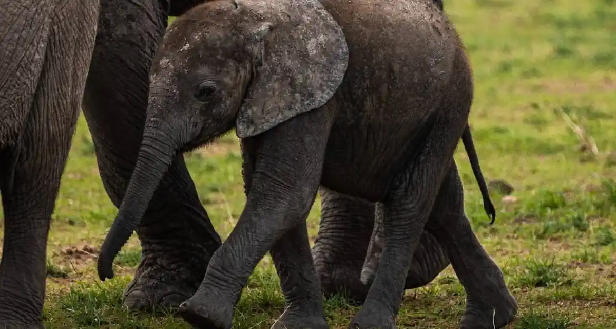 عروض سفر كينيا عروض سفر نيروبي هاني ترفل