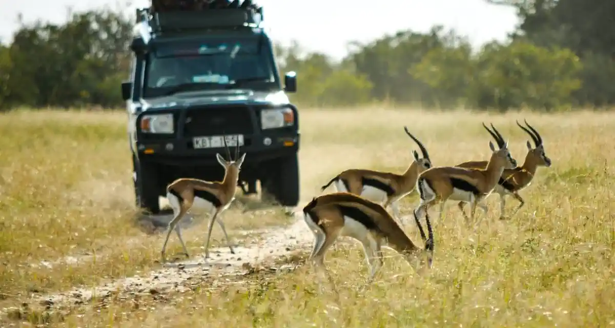 عرض كينيا رحلة اقتصادية لمدة 5 أيام قروبات