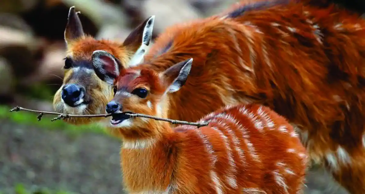 عروض كينيا الاقتصادية 6 أيام من نيروبي