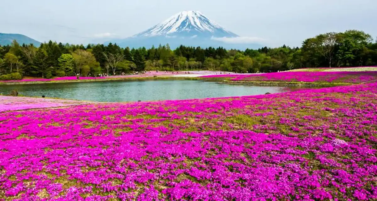 عروض اليابان عروض سفر وسياحية هاني ترفل