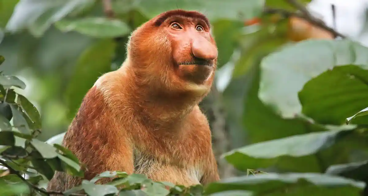 ماليزيا مغامرة 9 ايام في بورنيو حياة البرية