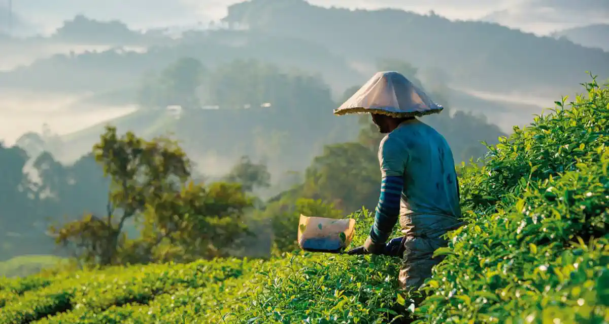 ماليزيا 3 ايام تجربة الطبيعة في مرتفعات كاميرون