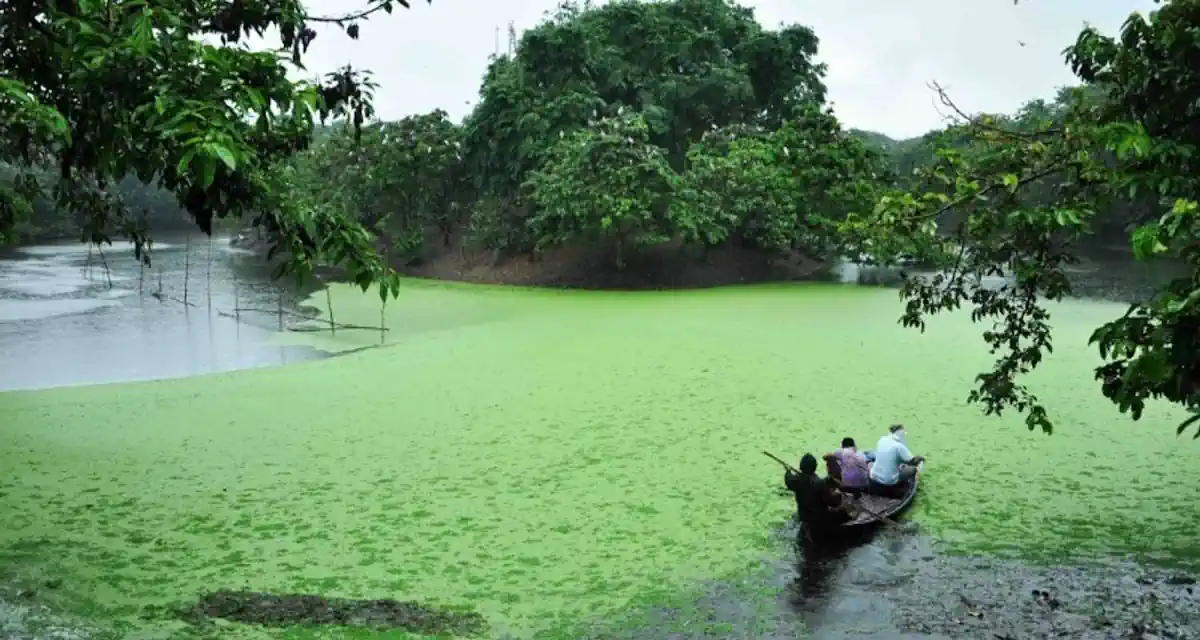 ماليزيا 4 ايام تجربة إنسان الغاب في ساندوكان